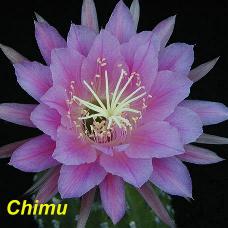 EP-H. Chimu.4.2.jpg 